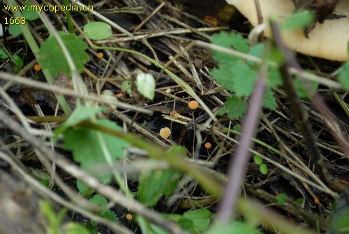 Mycena acicula - 