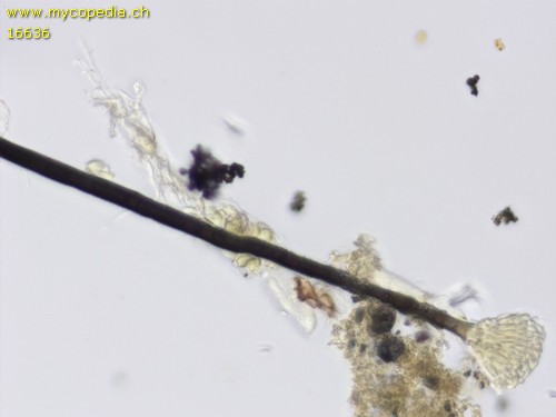 Dematioscypha delicata - 