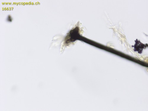 Dematioscypha delicata - 