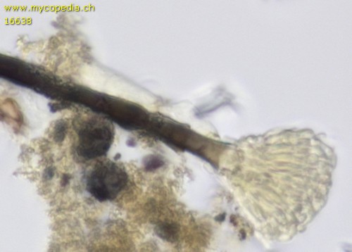 Dematioscypha delicata - 