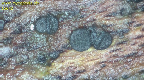 Vexillomyces atrovirens - 