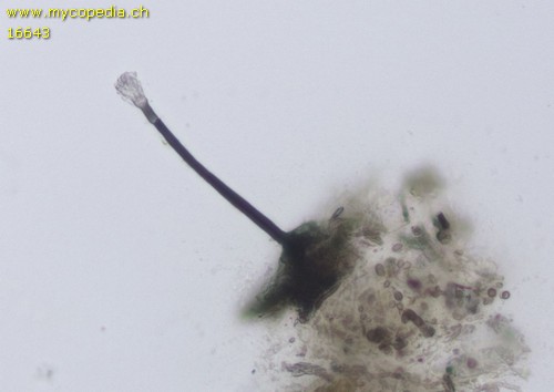 Dematioscypha delicata - 