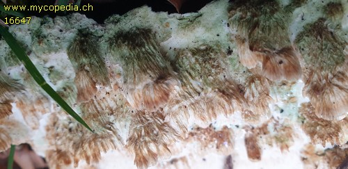 Oxyporus ravidus - 