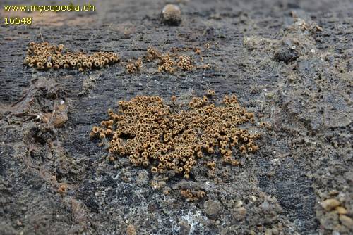 Merismodes anomala - 