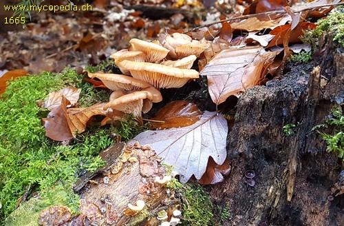 Lentinellus cochleatus - 