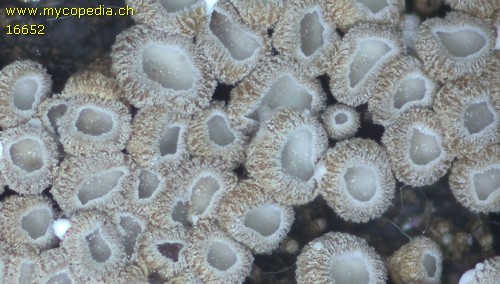 Merismodes anomala - 