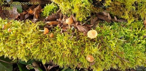 Galerina graminea - Kaulozystiden - 