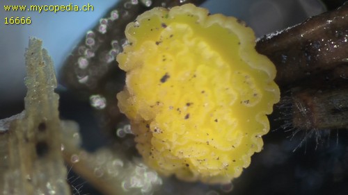 Lamprospora - 