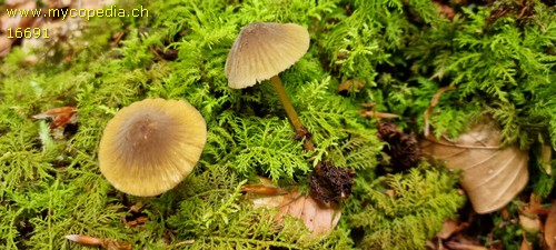Mycena viridimarginata - 