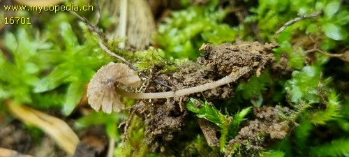 Entoloma dysthales - 