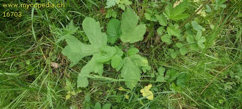 Heracleum - 