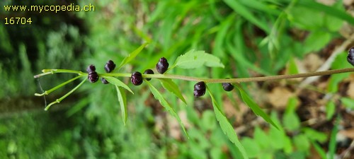 Cardamine bulbifera - 