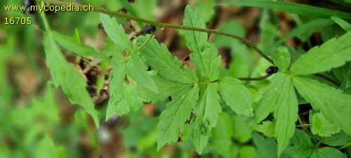 Cardamine bulbifera - 