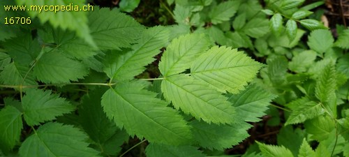 Aruncus dioicus - 