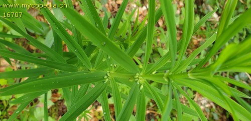 Polygonatum verticillatum - 
