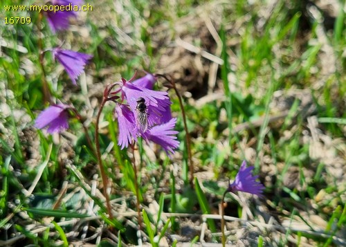 Soldanella alpina - 