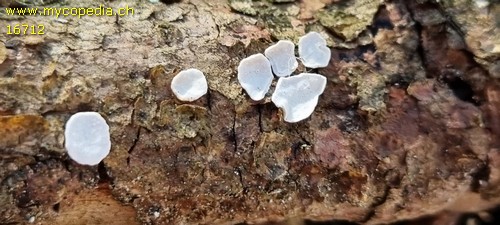 Aleurodiscus spec. - 