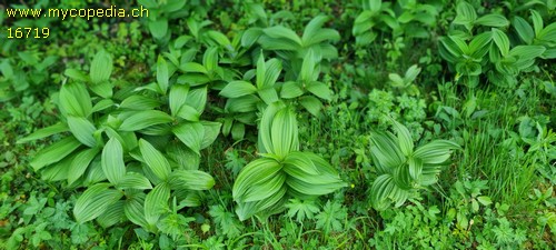 Veratrum album - 