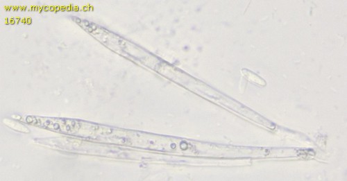 Lachnum virgineum - Paraphysen - Wasser  - 