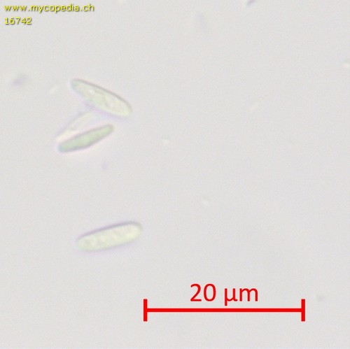 Lachnum virgineum - Spore/n - Wasser  - 