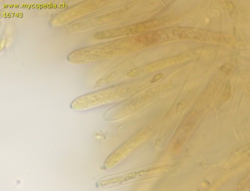 Lachnum virgineum - Asci - Baral  - 