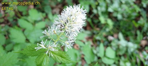 Actaea asiatica - 