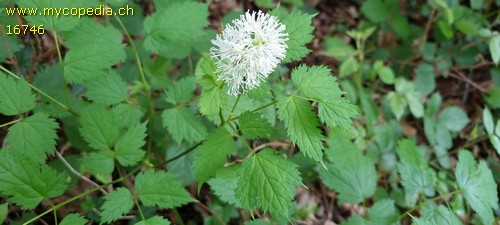 Actaea asiatica - 