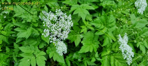 Chareophyllum hirsutum - 