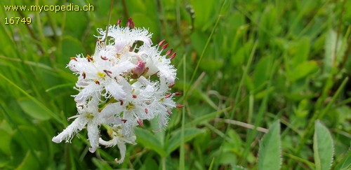 Menyanthes trifoliata - 