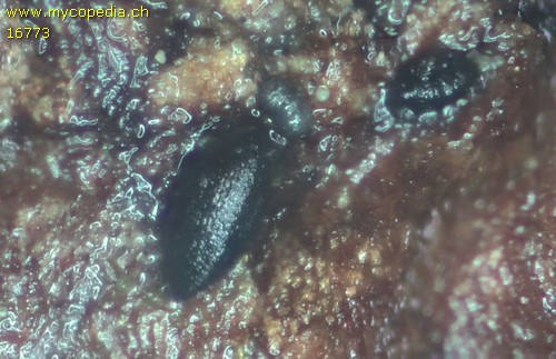 Mytilinidion mytilinellum - 
