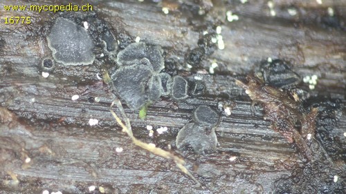 Pyrenopeziza atrata - 