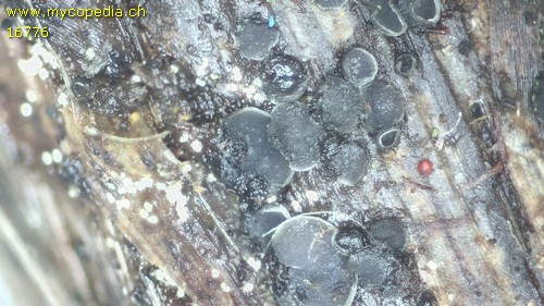 Pyrenopeziza atrata - 