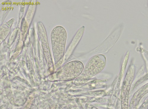 Pyrenopeziza atrata - 