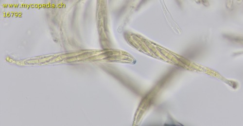 Mollisia - Asci - Baral  - 