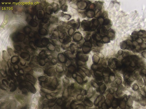 Mollisia - Excipulum - 