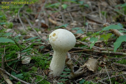 Lycoperdon excipuliforme - 