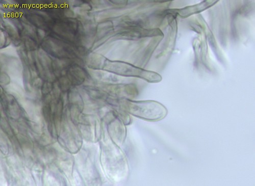Pyrenopeziza atrata - Haare - 