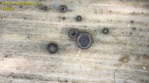 Pyrenopeziza atrata - 