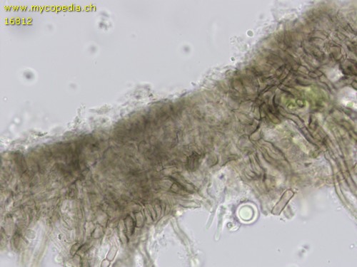 Mollisia - Ankerhyphen - 