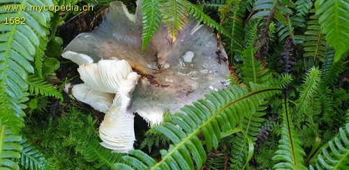 Russula cyanoxantha var. cyanoxantha - 