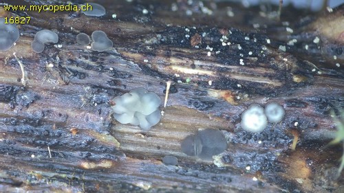 Mollisia cinerea - 
