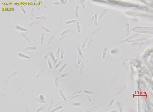 Mollisia cinerea - 