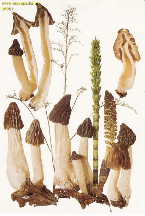 Mitrophora semilibera - 