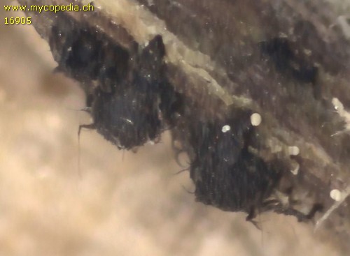 Phomatospora berkeleyi - 
