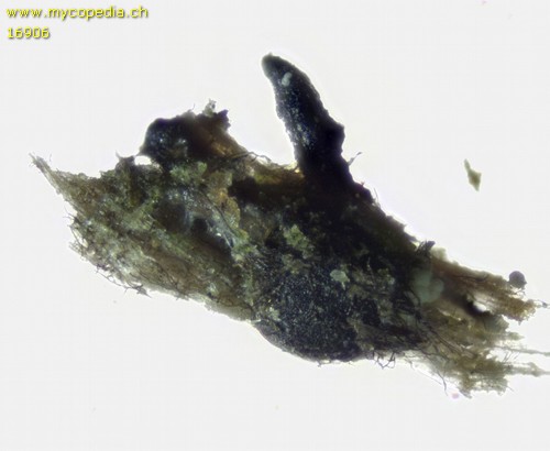 Phomatospora berkeleyi - 
