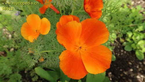 Eschscholzia californica - 