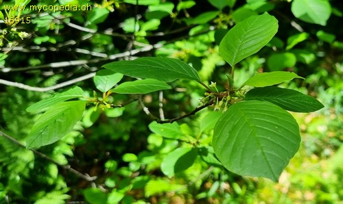 Rhamnus frangula - 