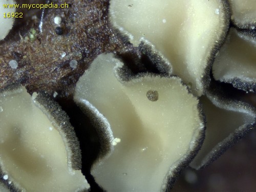 Mollisia melaleuca - 