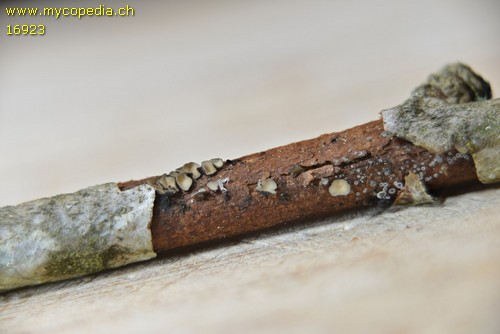 Mollisia melaleuca - 