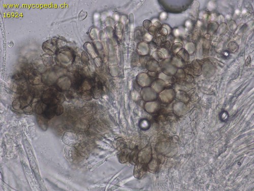 Mollisia melaleuca - 